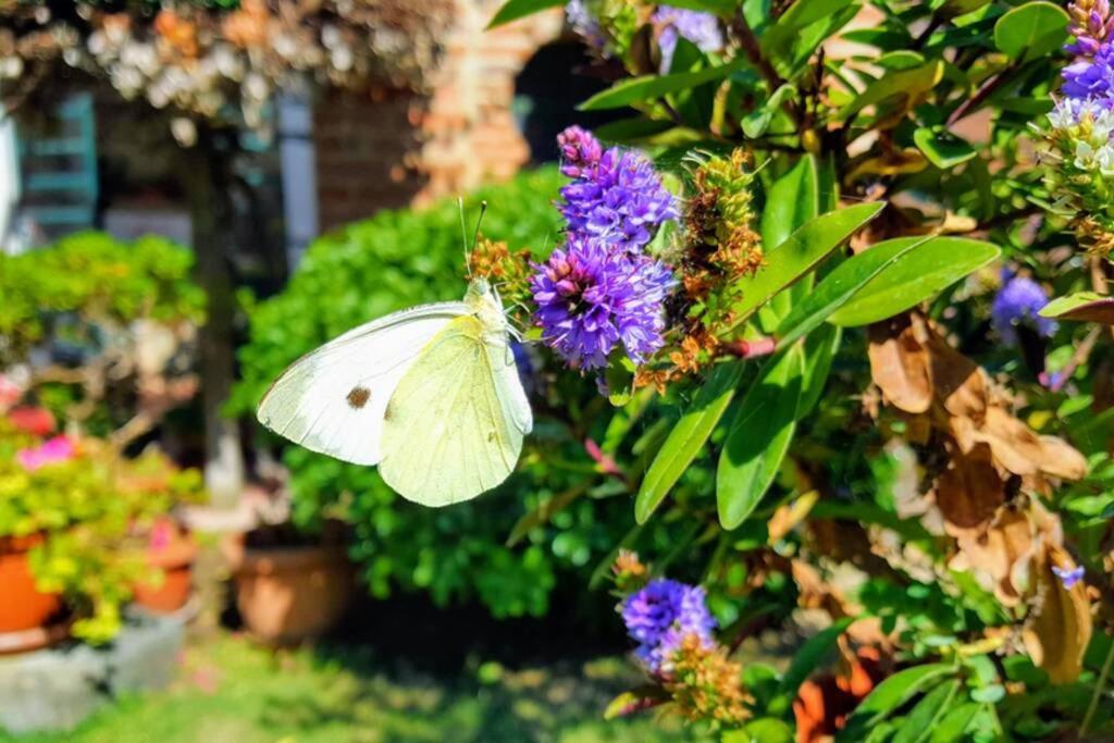 Bellavista La Tua Romantica Vacanza Sul Trasimeno Apartment Castiglione del Lago Bagian luar foto