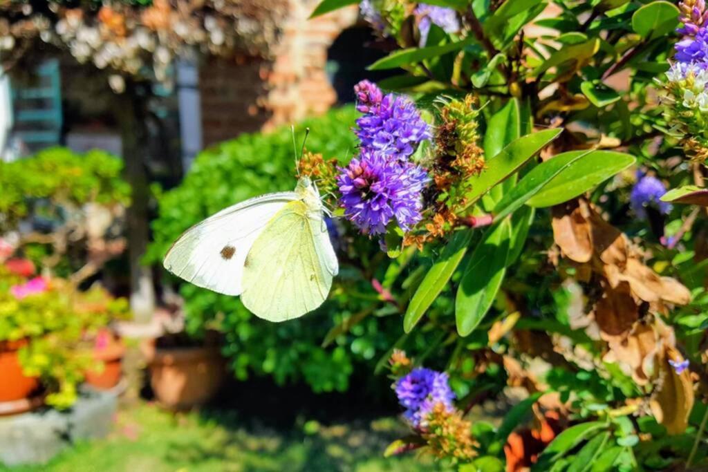 Bellavista La Tua Romantica Vacanza Sul Trasimeno Castiglione del Lago Bagian luar foto
